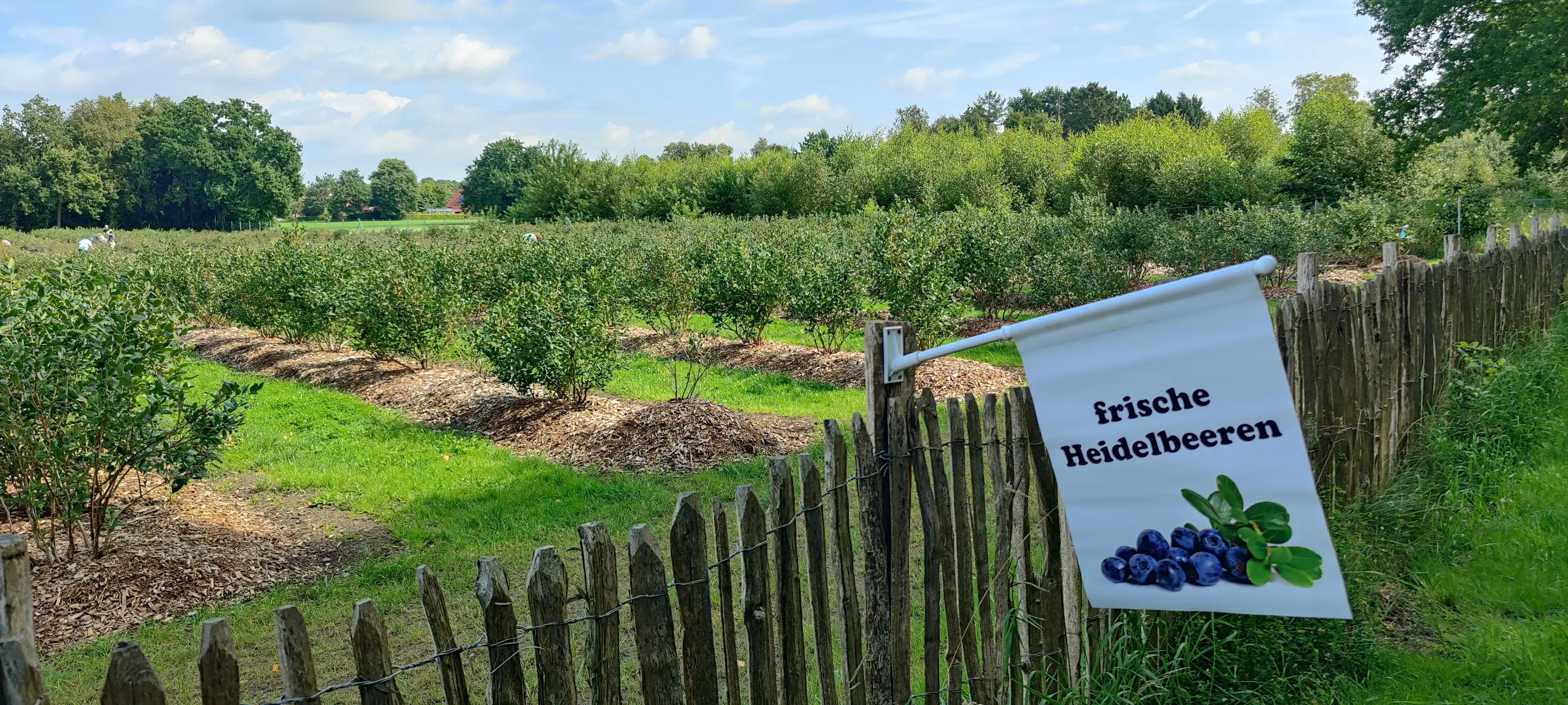 Blaubeerplantage Auf Klostermoor in Rhauderfehn